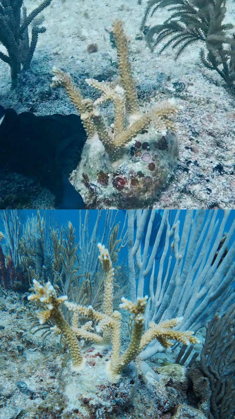 Buceo de Ciencia Ciudadana en Restauración Coralina