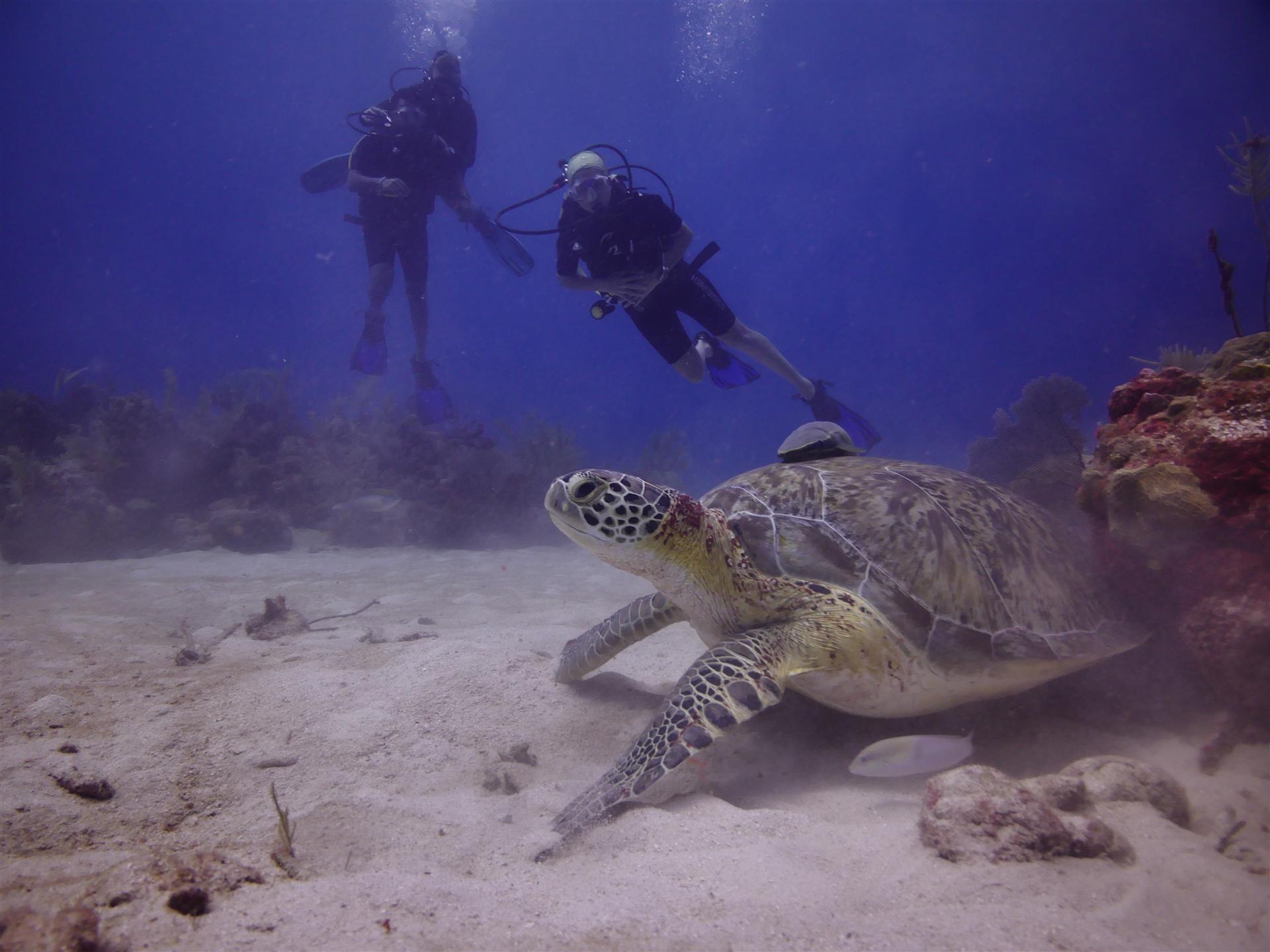 Buceo en arrecifes de Playa del Carmen con Weros Diving