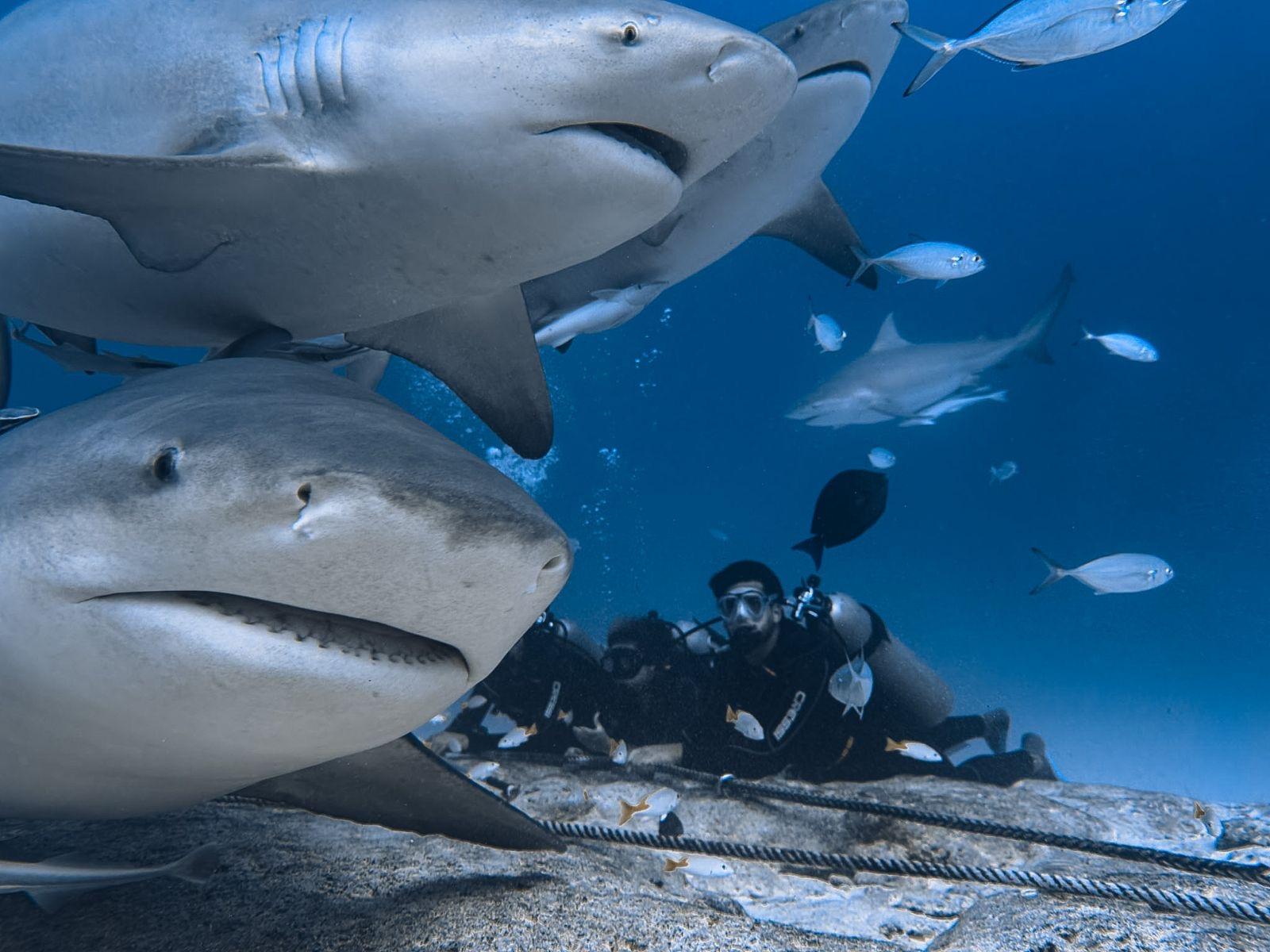 Buceo extremo de Alimentación de Tiburón Toro en Playa del Carmen