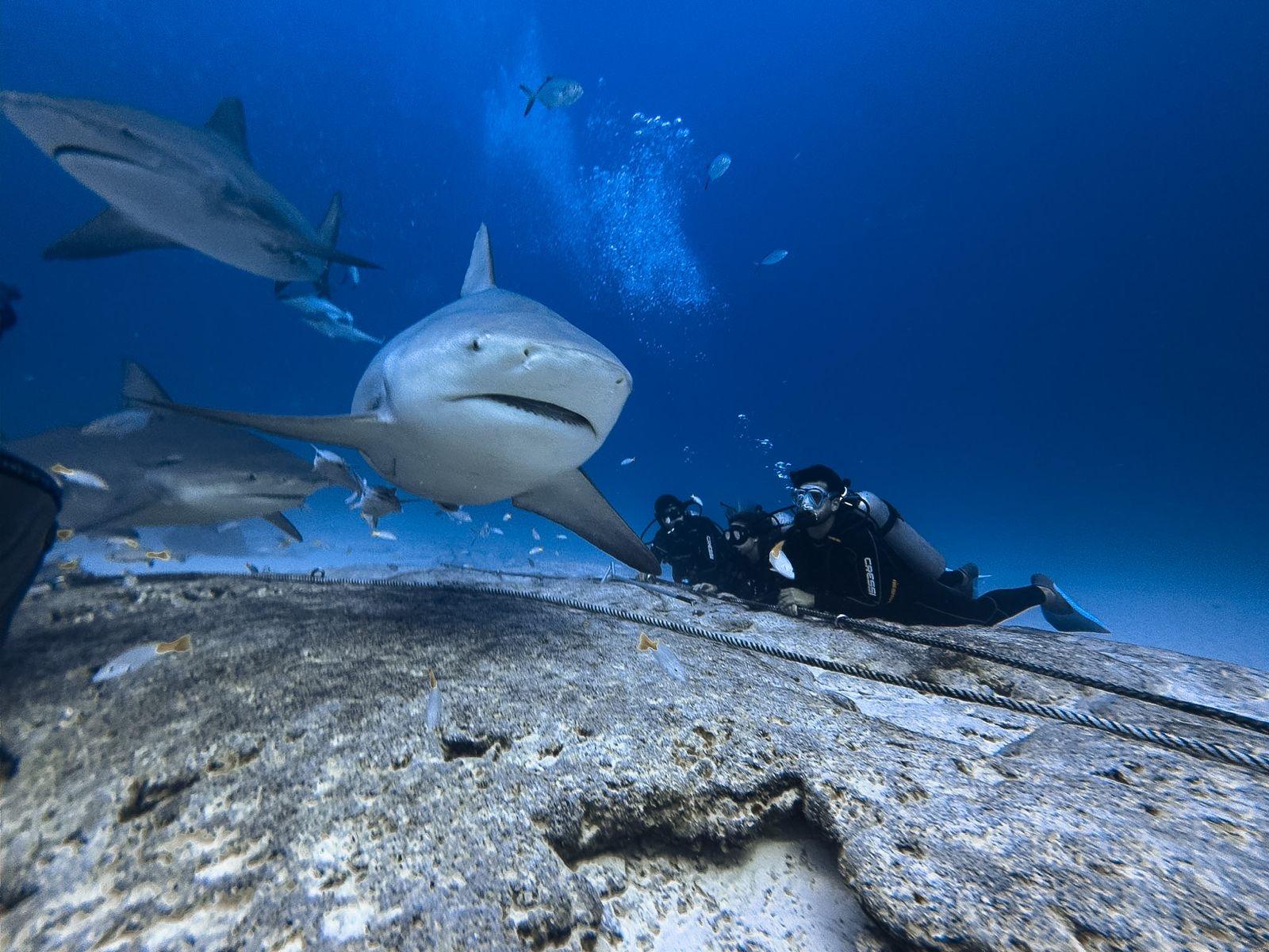Buceo con Tiburón Toro en Playa del Carmen - Encuentro en su hábitat natural