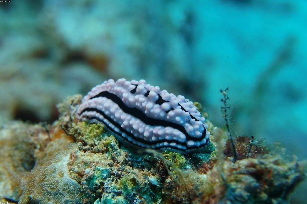 Buceo en Cozumel con Weros Diving - Arrecifes de coral y tortugas marinas